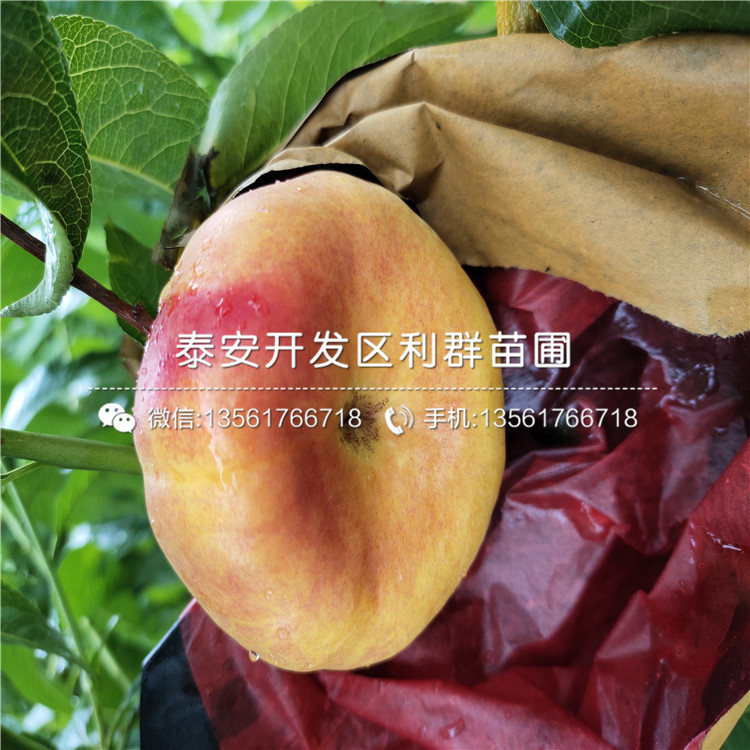 中油14号桃树苗批发、中油14号桃树苗价格及报价