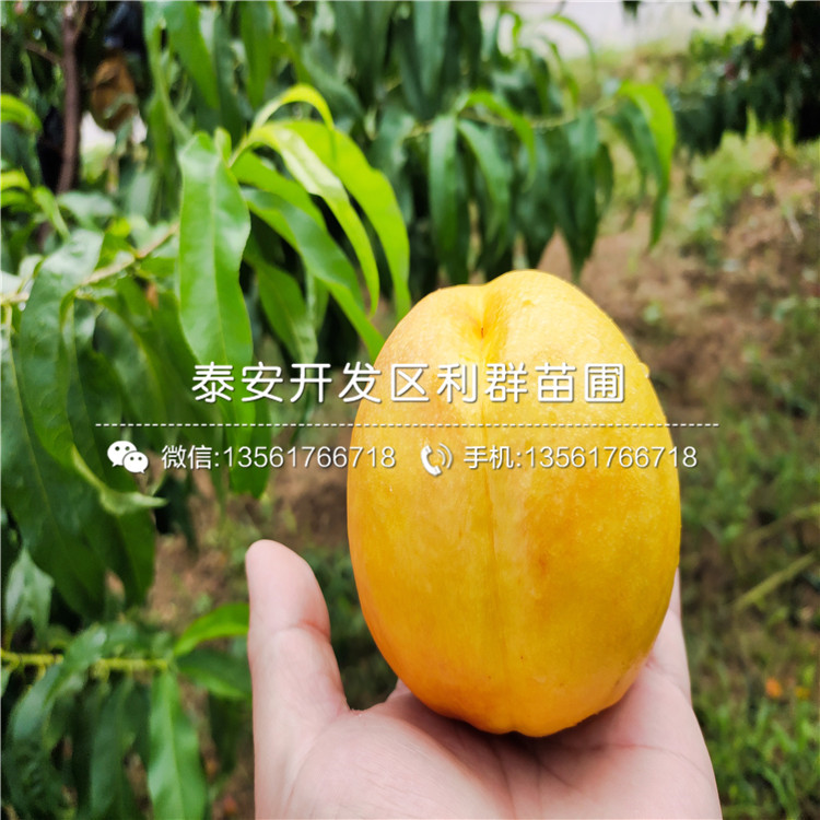 山东大红桃树苗、大红桃树苗基地