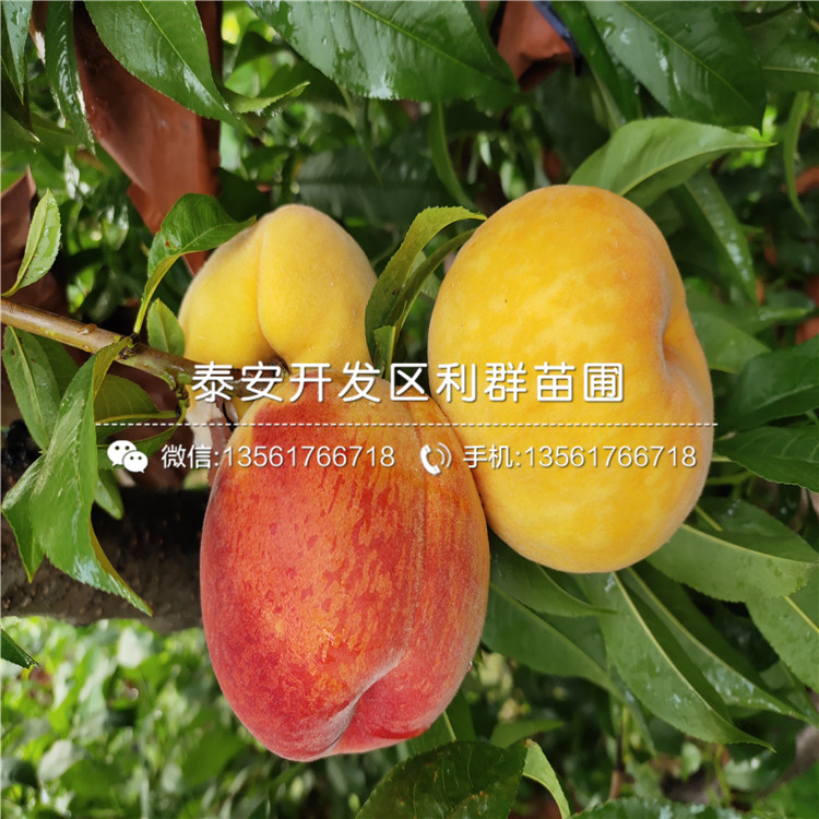 黑桃皇后樹(shù)苗價(jià)格、黑桃皇后樹(shù)苗出售