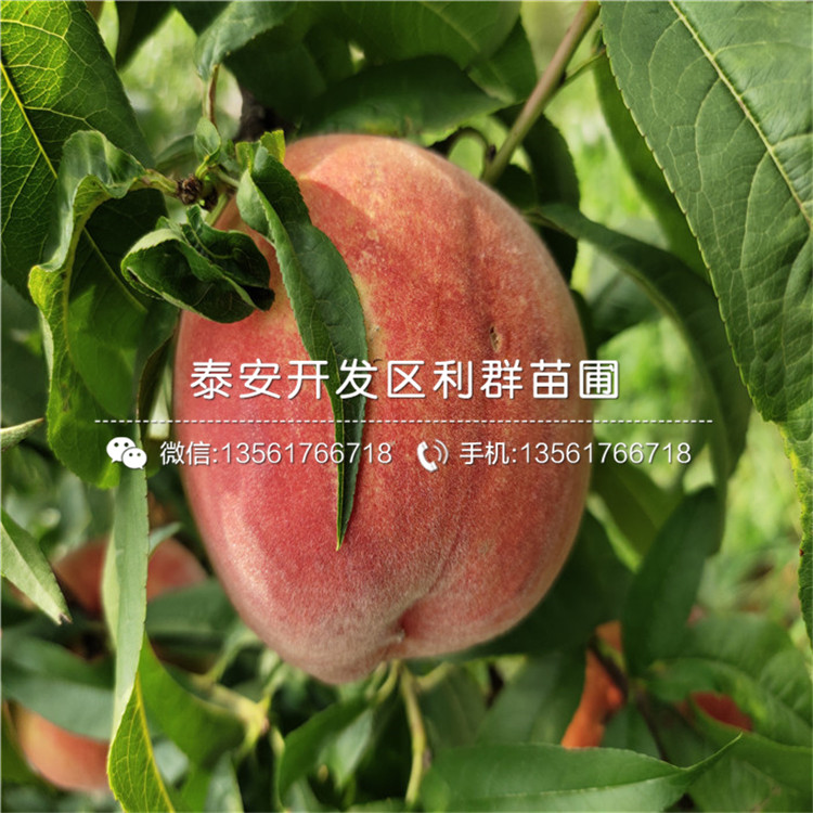 哪里有中華黑桃王樹苗批發(fā)、中華黑桃王樹苗價(jià)格是多少