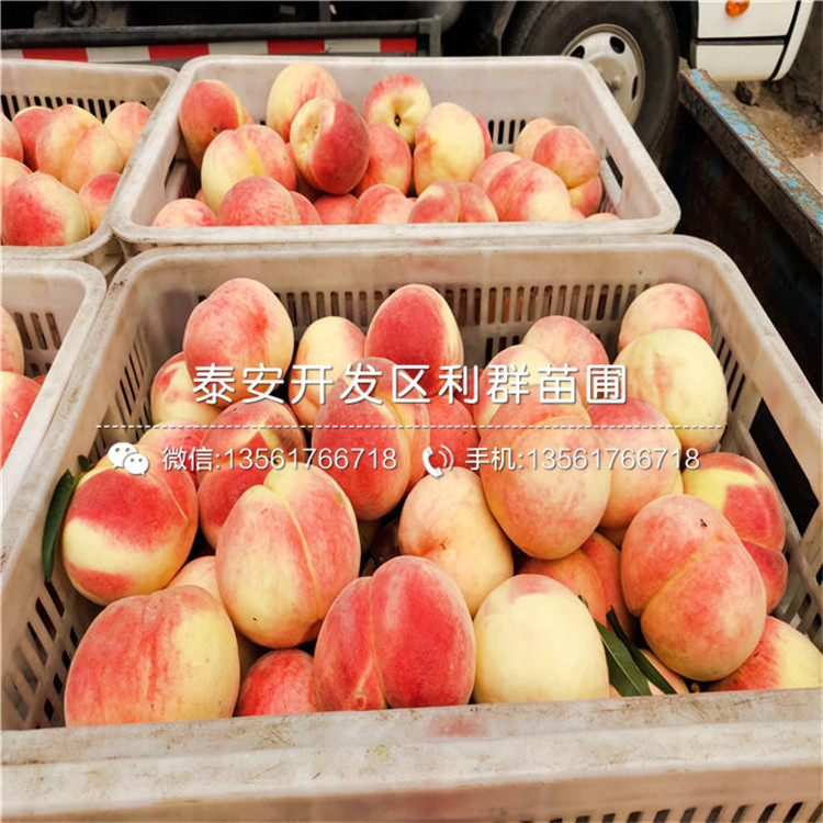 黑桃皇后樹苗、黑桃皇后樹苗出售基地