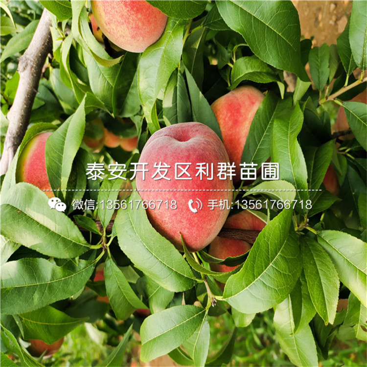黑桃皇后苗