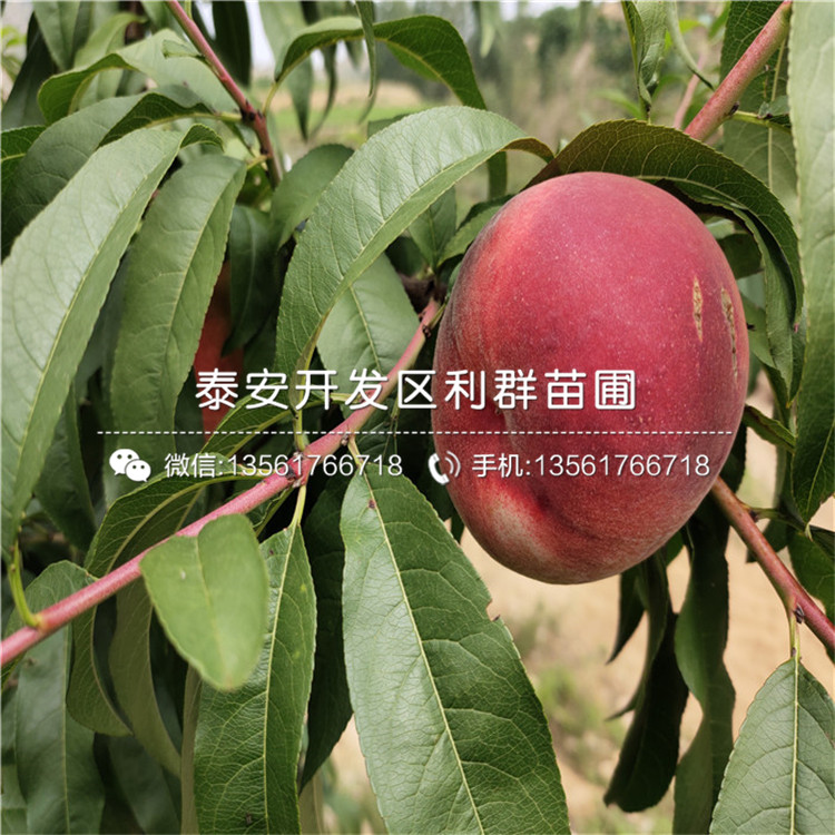 山東黑桃皇后樹苗、山東黑桃皇后樹苗新品種