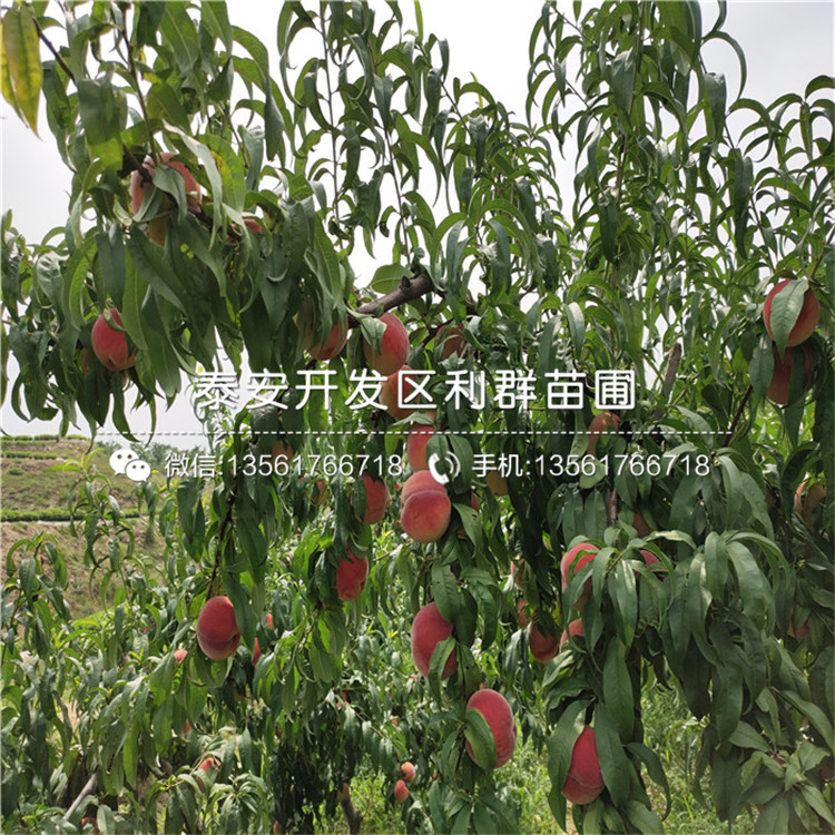 黑桃皇后苗批發(fā)價(jià)格、黑桃皇后苗多少錢一棵