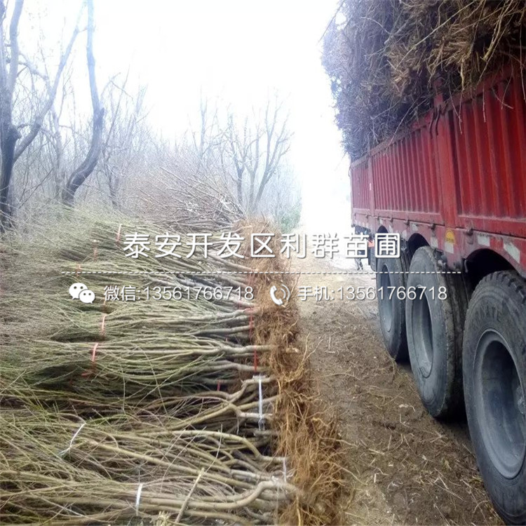 中華黑桃王樹苗出售、中華黑桃王樹苗價格及報價