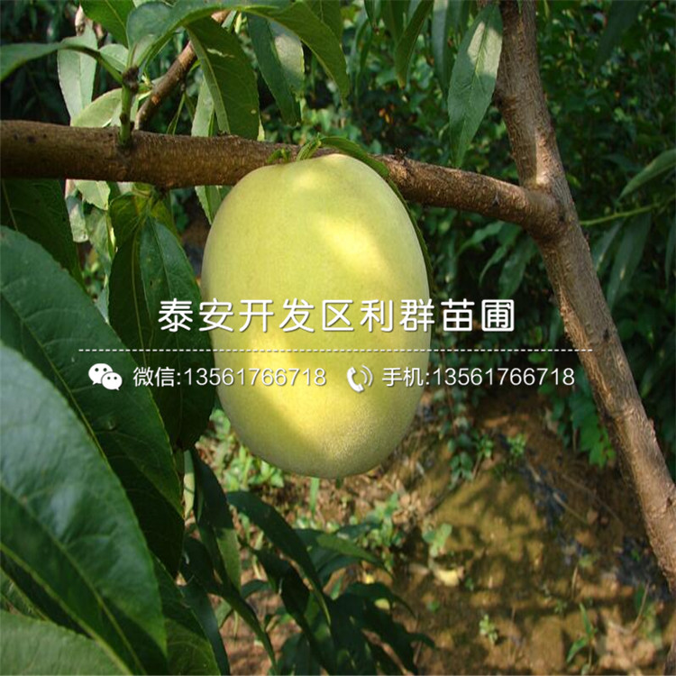 山东晚金霞油蟠桃树苗、山东晚金霞油蟠桃树苗出售