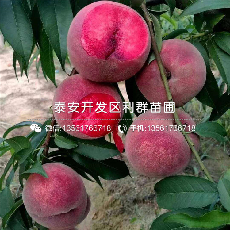 中華黑桃王樹苗批發(fā)、中華黑桃王樹苗基地