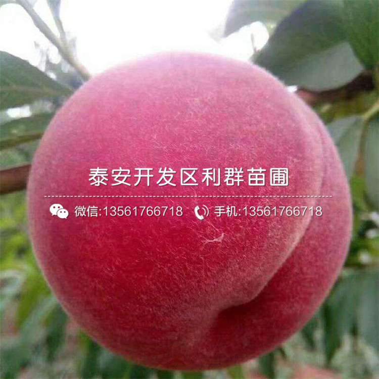黑桃皇后樹苗出售價格、黑桃皇后樹苗多少錢一棵