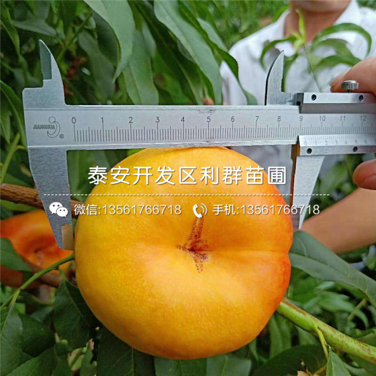 黑桃皇后苗