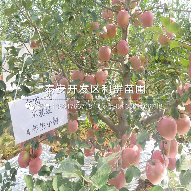 矮化苹果苗品种、矮化苹果苗价格及报价