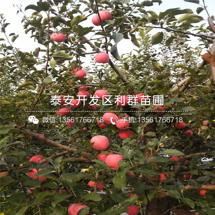 金冠蘋(píng)果樹(shù)苗報(bào)價(jià)、金冠蘋(píng)果樹(shù)苗價(jià)格及基地