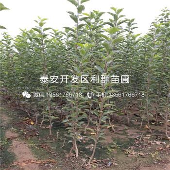 山東蘋果苗、山東蘋果苗價(jià)格