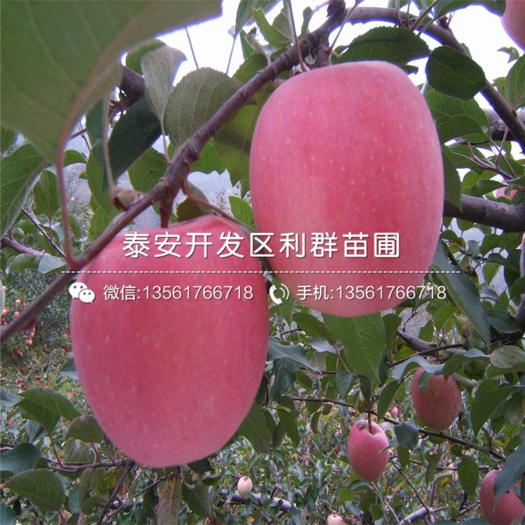 神富6号苹果树苗品种、神富6号苹果树苗价格及报价