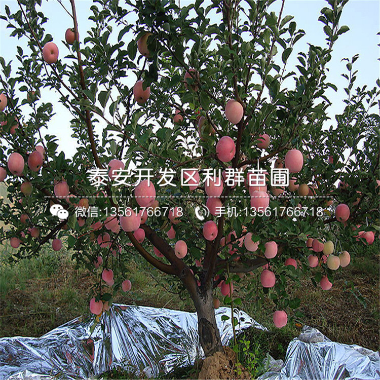 新品种蛇果苹果树苗、新品种蛇果苹果树苗基地