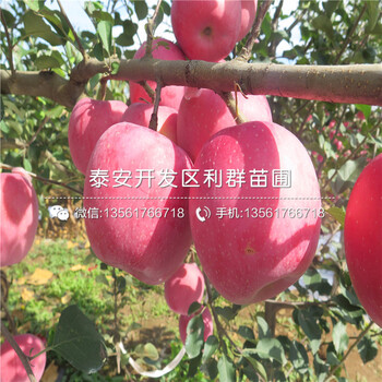 短枝红富士苹果苗新品种、短枝红富士苹果苗价格及报价