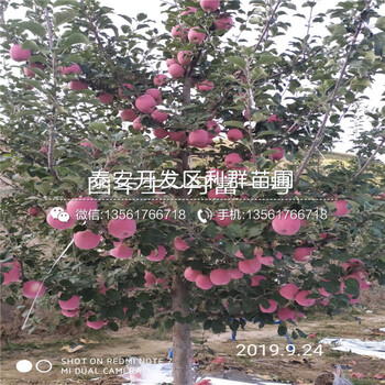 山东早红嘎啦苹果苗、早红嘎啦苹果苗基地