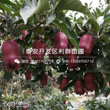 m9t337蘋果樹苗出售、m9t337蘋果樹苗價格及基地