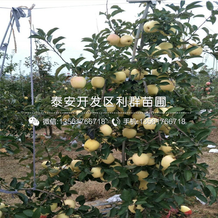 水蜜桃苹果苗报价、水蜜桃苹果苗价格及基地