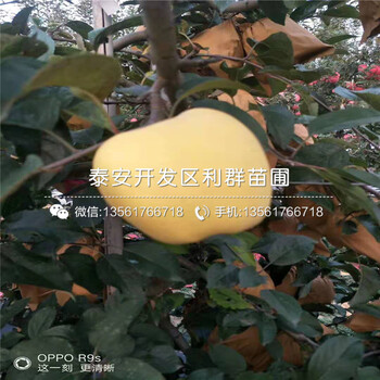 維納斯黃金蘋果苗出售、維納斯黃金蘋果苗基地