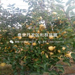 长枝红富士苹果树苗、长枝红富士苹果树苗批发基地