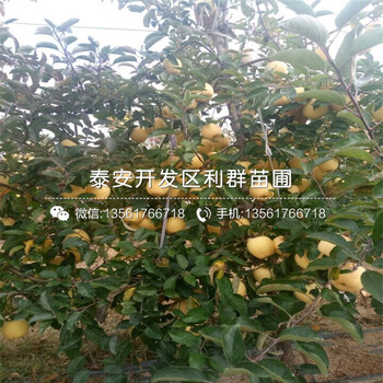 M9T337蘋果苗基地、M9T337蘋果苗價格及報價