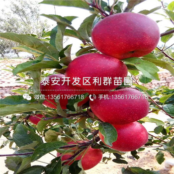 雙矮蘋果樹苗報(bào)價(jià)、雙矮蘋果樹苗價(jià)格及報(bào)價(jià)