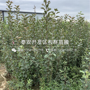 山東紅肉蘋果苗、山東紅肉蘋果苗出售