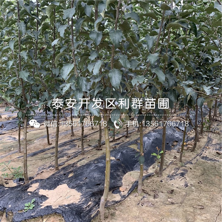 烟富10号苹果树苗 烟富10号苹果树苗价格及报价