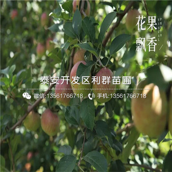 世界一号苹果树苗出售、2020年世界一号苹果树苗价格