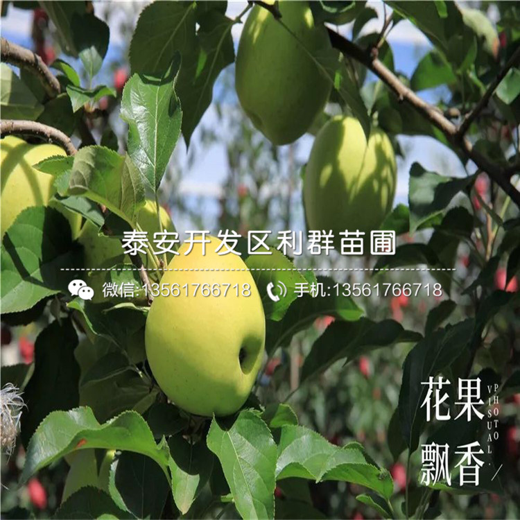 m9t337蘋果樹苗、m9t337蘋果樹苗報價及基地