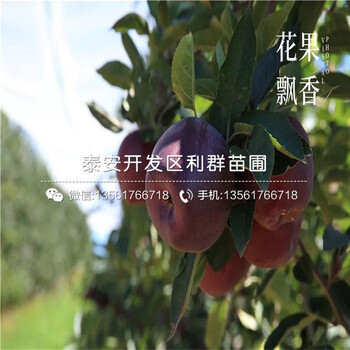 蜜脆蘋果苗品種、2020年蜜脆蘋果苗價(jià)格