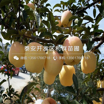 山东黄香蕉苹果苗、黄香蕉苹果苗新品种