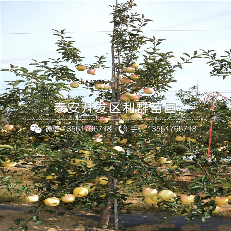 世界一号苹果树苗出售价格、世界一号苹果树苗报价及基地