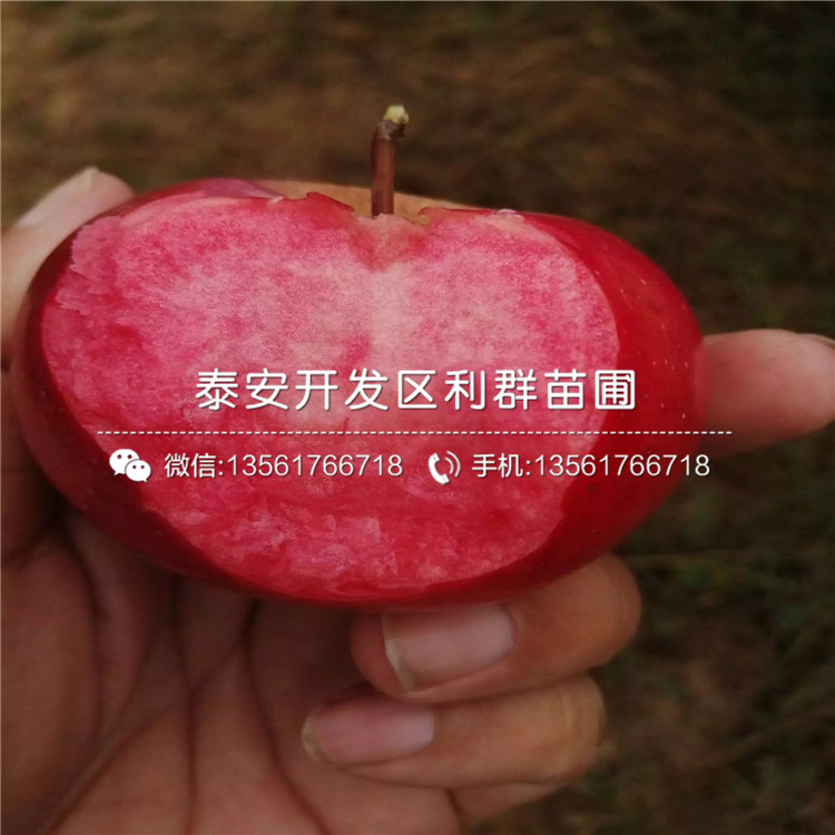 新品种苹果树苗、新品种苹果树苗多少钱一株
