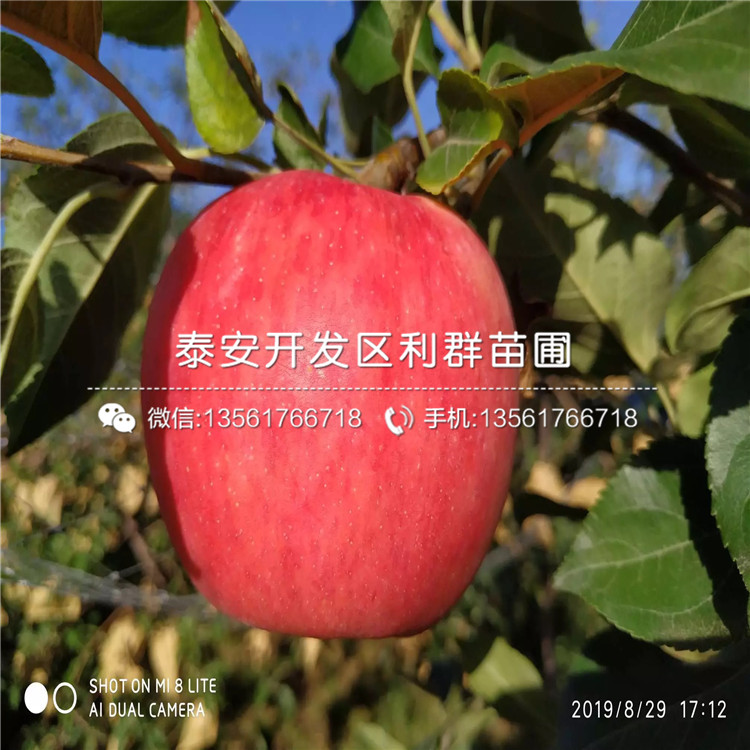 矮化M26苹果树苗品种、2020年矮化M26苹果树苗价格