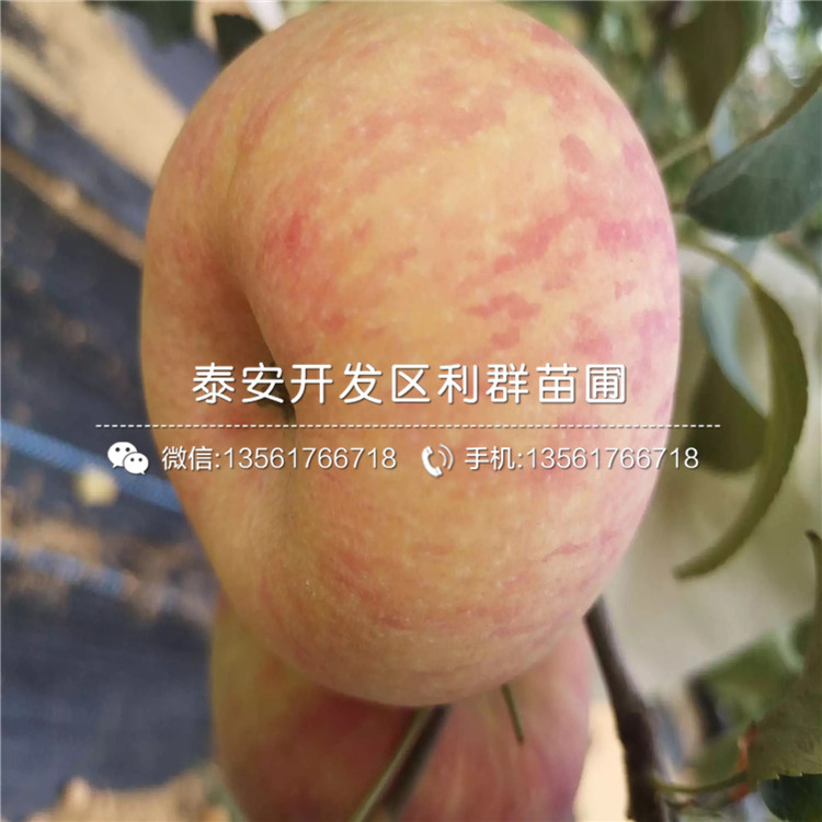 新品种苹果树苗 新品种苹果树苗价格及报价
