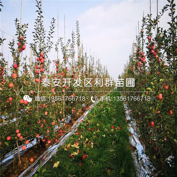 国光苹果树苗出售、国光苹果树苗多少钱一棵