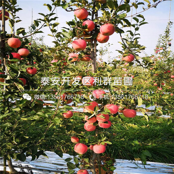 红露苹果苗多少钱一棵、2020年红露苹果苗价格