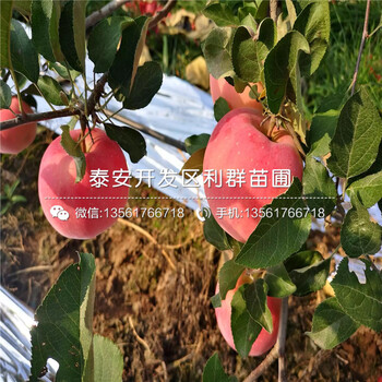 2020年自根砧蘋果樹苗報價、2020年自根砧蘋果樹苗價格