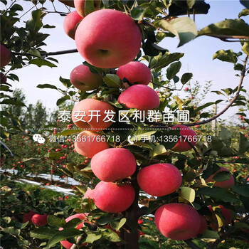 雙矮蘋果苗出售、雙矮蘋果苗價格及報價