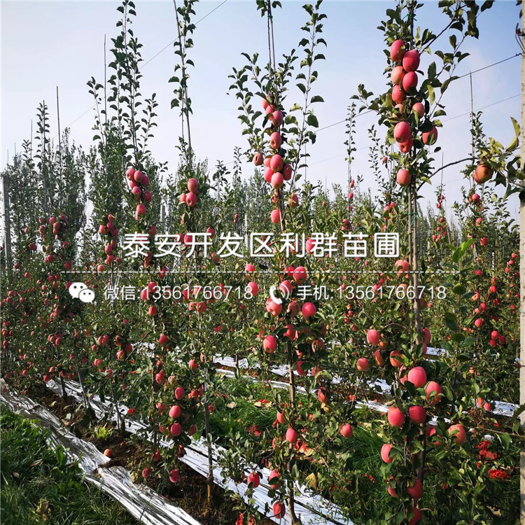 紅色之戀蘋果苗批發(fā)基地、紅色之戀蘋果苗價(jià)格及報(bào)價(jià)