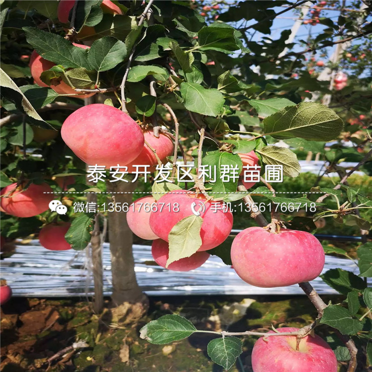 美八苹果树苗品种、美八苹果树苗新品种