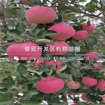 矮化M26苹果树苗品种、2020年矮化M26苹果树苗价格
