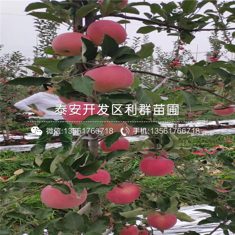 秦冠蘋果樹苗批發(fā)價格、秦冠蘋果樹苗出售基地