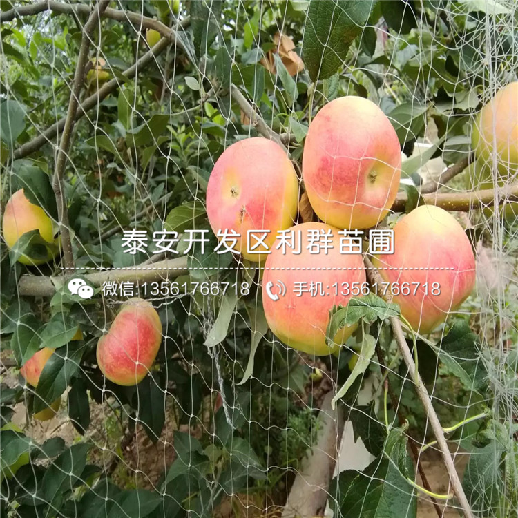 烟富三号苹果苗