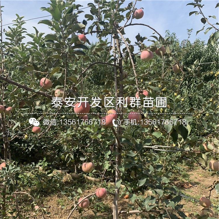 山東長(zhǎng)富蘋(píng)果樹(shù)苗、長(zhǎng)富蘋(píng)果樹(shù)苗報(bào)價(jià)及價(jià)格