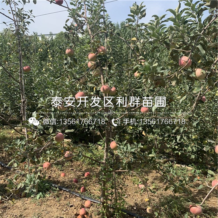 花牛苹果苗新品种、花牛苹果苗价格及基地