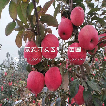 5公分金帥蘋果樹苗、5公分金帥蘋果樹苗價(jià)格及報(bào)價(jià)