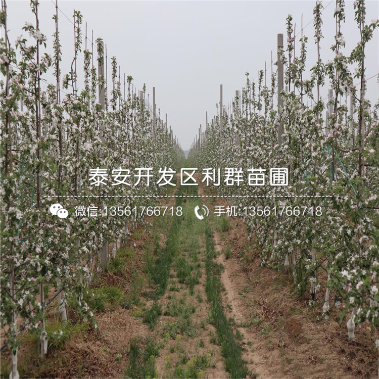 出售蜜脆苹果苗、蜜脆苹果苗基地