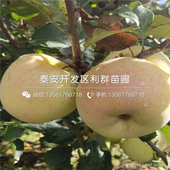 七月天仙蘋果樹苗價格、七月天仙蘋果樹苗報價